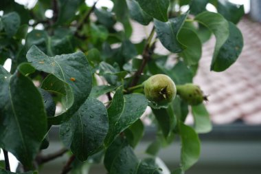 Temmuz 'da meyveli sütun armudu. Berlin, Almanya  