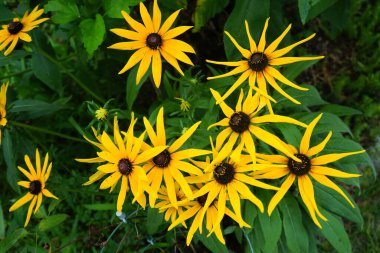 Rudbeckia hirta, Asteraceae familyasından bir bitki türü. Berlin, Almanya 