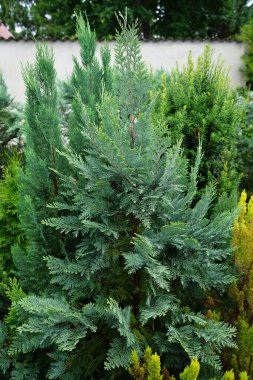 Temmuzda ChamaecyParis Lawsoniana 'Columnaris'. Chamaecyparis lawsoniana, Chamaecyparis cinsi içinde, Cupressaceae familyasından bir kozalak türüdür. Berlin, Almanya
