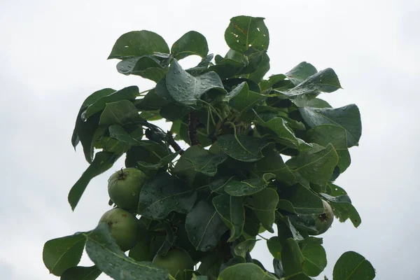 Columnar Pear Fruits July Berlin Germany — Stock Photo, Image