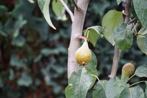 Columnar Pear Fruits July Berlin Germany — Stock Photo, Image