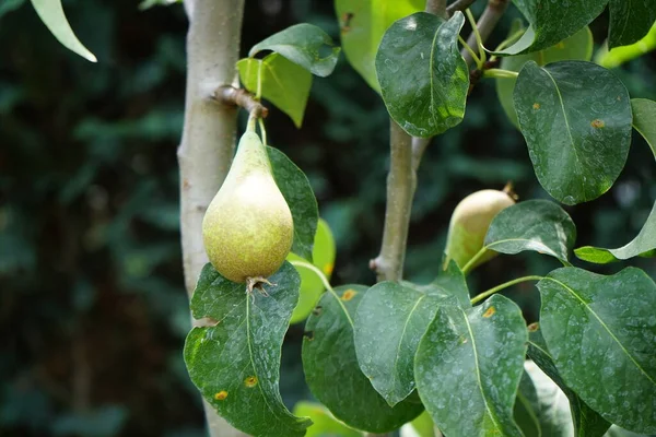 Columnar Pear Fruits July Berlin Germany — Stock Photo, Image