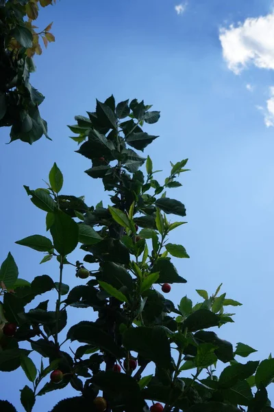 Colonne Cerise Avec Mûrissement Des Fruits Juillet Dans Jardin Berlin — Photo