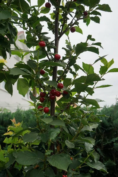 Cereza Columna Con Maduración Frutas Julio Jardín Berlín Alemania — Foto de Stock