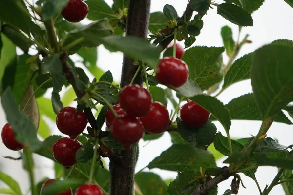 Columnar Cherry Fruit Ripening July Garden Berlin Germany — Stock Photo, Image