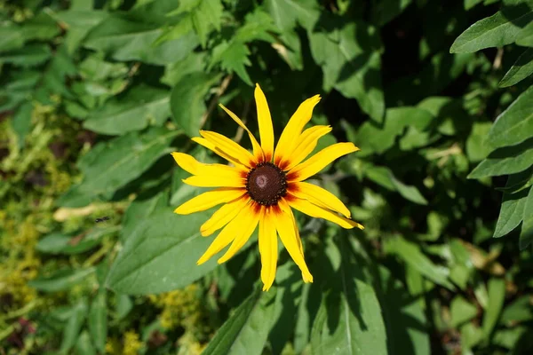 Rudbeckia Hirta Comúnmente Llamada Susan Ojos Negros Una Planta Con — Foto de Stock