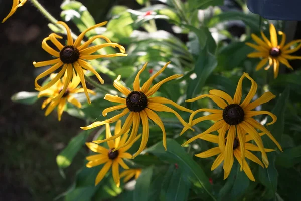 红豆杉 Rudbeckia Hirta 通常被称为黑眼苏姗 Black Eyed Susan 是一种在紫锥菊科中开花的植物 德国柏林 — 图库照片