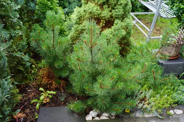 Sürünen Çam Pinus Mugo Pumilio Çok Küçük Yeşil Bir Kozalaktır — Stok fotoğraf