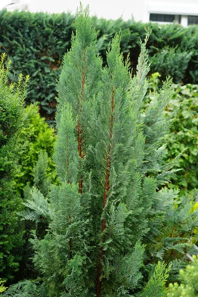 Chamaecyparis Lawsoniana Ellwoodii Shrub Blue Green Scale Shaped Leaves Chamaecyparis — Stock Photo, Image