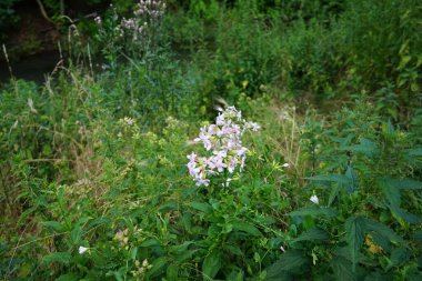 Phlox divaricata, Polemoniaceae familyasından çiçek açan bir bitki türüdür. Berlin, Almanya 