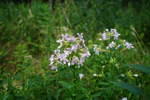 Phlox Divaricata Der Wilde Blaue Phlox Waldphlox Oder Wilder Süßer — Stockfoto