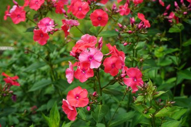 Yaygın yeşil şişe sineği Lucilia Sericata, Temmuz ayında bahçede Phlox panikleyerek çiçeklerin üzerine oturur. Phlox paniculata, Polemoniaceae familyasından bir bitki türü. Berlin, Almanya.