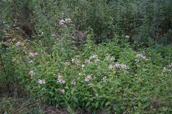 Phlox Divaricata Dziki Niebieski Floks Floks Leśny Lub Dziki Słodki — Zdjęcie stockowe