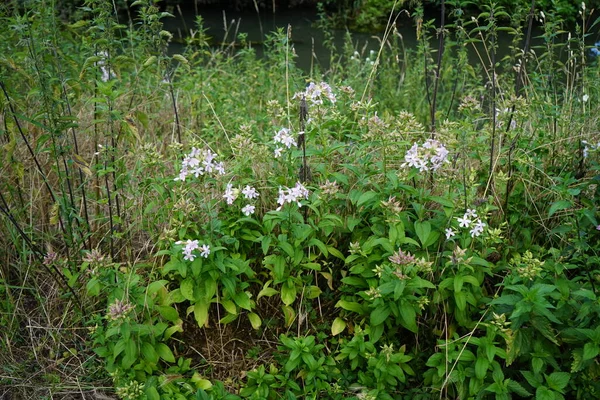 Phlox Divaricata Divoký Modrý Phlox Lesní Phlox Nebo Divoký Sladký — Stock fotografie