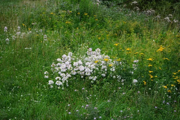 Phlox Divaricata Dziki Niebieski Floks Floks Leśny Lub Dziki Słodki — Zdjęcie stockowe