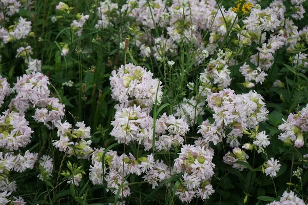 Phlox Divaricata Una Especie Planta Fanerógama Perteneciente Familia Polemoniaceae Berlín —  Fotos de Stock