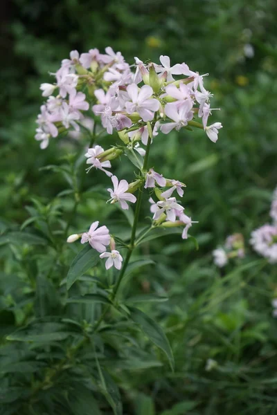 Phlox Divaricata Phlox Divaricata Una Pianta Della Famiglia Delle Polemoniaceae — Foto Stock