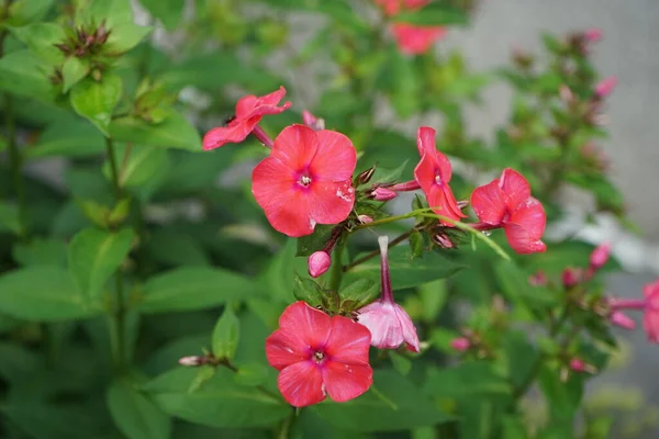 Цвітіння Рожевої Phlox Paniculata Саду Липні Phlox Paniculata Вид Квіткових — стокове фото
