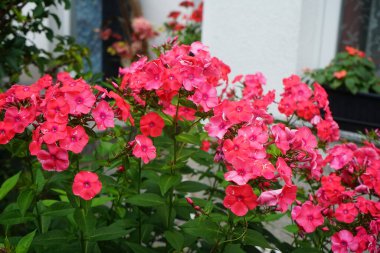 Temmuzda bahçede çiçek açan pembe Phlox paniklemiş. Phlox paniculata, Polemoniaceae familyasından bir bitki türü. Berlin, Almanya.
