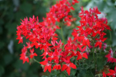 Pelargonium zonale, sardunya, zonal sardunya veya zonal pelargonium, sardunya familyasından bir Pelargonium türüdür. Berlin, Almanya 