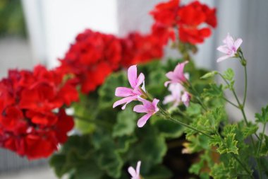 Kokulu sardunya, kokulu pelargonyum 