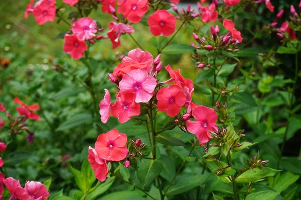 stock image Blooming pink Phlox paniculata in the garden in July. Phlox paniculata is a species of flowering plant in the phlox family, Polemoniaceae. Berlin, Germany.