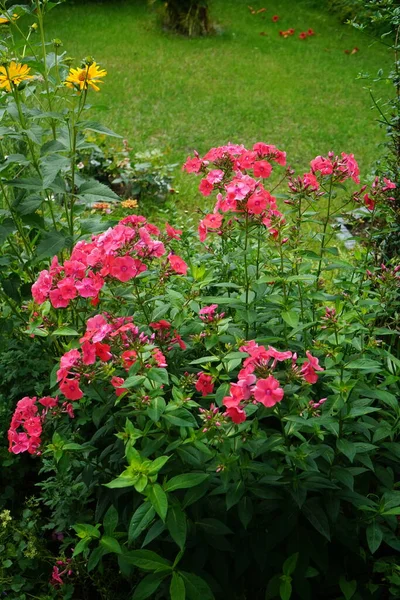 정원에서 플럭스 파노야 피어나고 Phlox Paniculata 로크스 Polemoniaceae 현화식물의 일종이다 — 스톡 사진