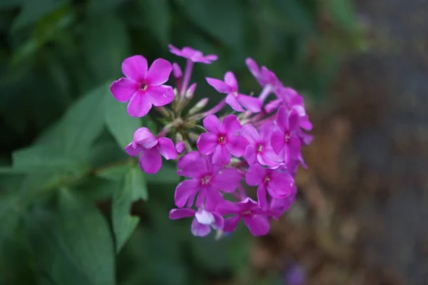 Цветущие Фиолетовые Phlox Paniculata Саду Июле Phlox Paniculata Вид Цветущего — стоковое фото