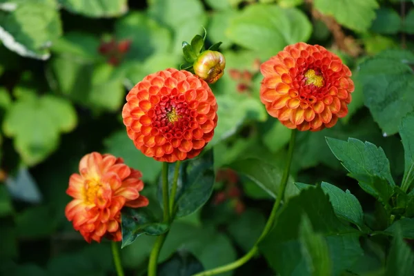 Dahlia Nouveau Bébé Boule Dahlia Les Fleurs Rouge Orangé Sur — Photo