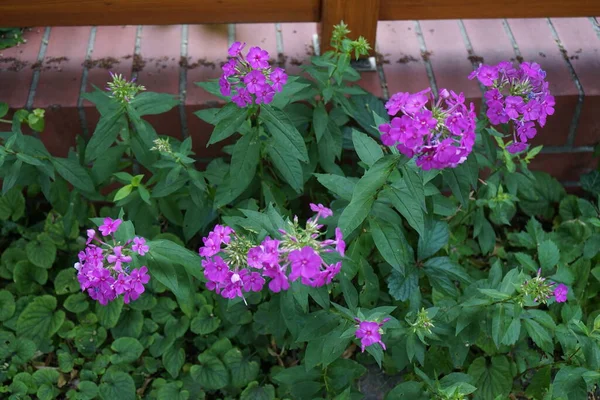 七月份在花园里盛开的紫色凤尾鱼 银花科植物是银花科的一种开花植物 属银花科植物 德国柏林 — 图库照片