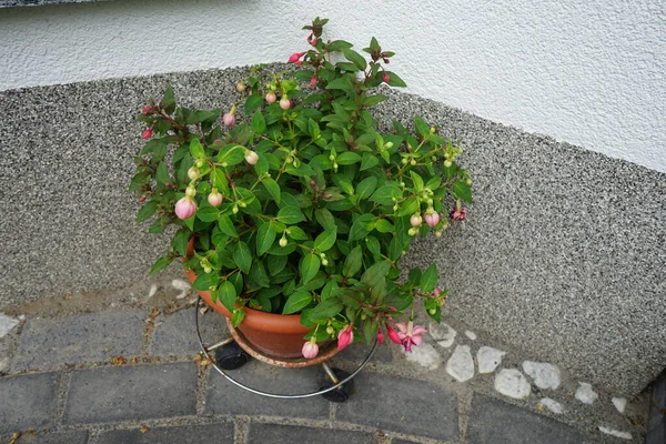 庭には冬に強いピンク赤とピンク白のフクシアの花の鍋 Fuxia Lat Fuchsiaはキプロス科の多年生植物の属です ドイツ ベルリン — ストック写真