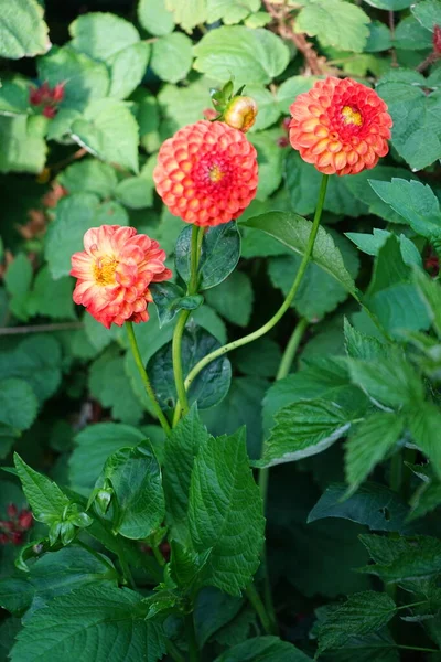 Dahlia New Baby Μπάλα Ντάλια Πορτοκαλί Κόκκινα Λουλούδια Στα Φυτά — Φωτογραφία Αρχείου