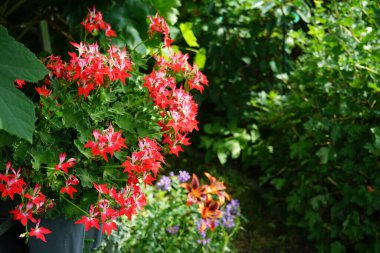 Pelargonium zonale, sardunya, zonal sardunya veya zonal pelargonium, sardunya familyasından bir Pelargonium türüdür. Berlin, Almanya 