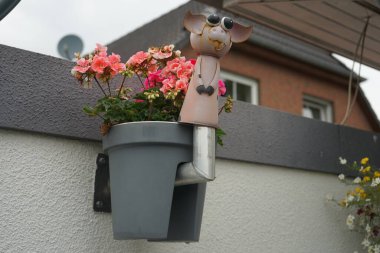 Ayakta duran turuncu-pembe sardunyalar, Pelargonium x hororum, temmuzda saksıda çiçek açar. Pelargonium hororum (İngilizce: Pelargonium hororum, 