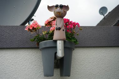 Ayakta duran turuncu-pembe sardunyalar, Pelargonium x hororum, temmuzda saksıda çiçek açar. Pelargonium hororum (İngilizce: Pelargonium hororum, 