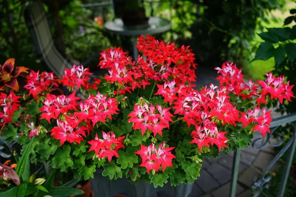 Pelargonium zonale, sardunya, zonal sardunya veya zonal pelargonium, sardunya familyasından bir Pelargonium türüdür. Berlin, Almanya 