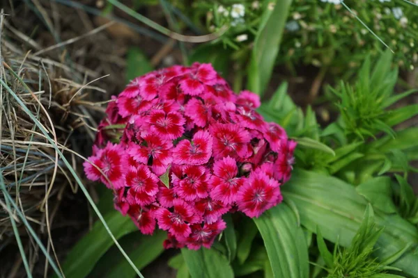 菊花是菊科植物中的一种开花植物 甜甜的威廉属植物 德国柏林 — 图库照片