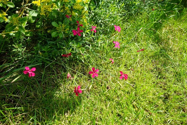 Dianthus Deltoides Lipcu Ogrodzie Dianthus Deltoides Dziewiczy Różowy Jest Gatunkiem — Zdjęcie stockowe