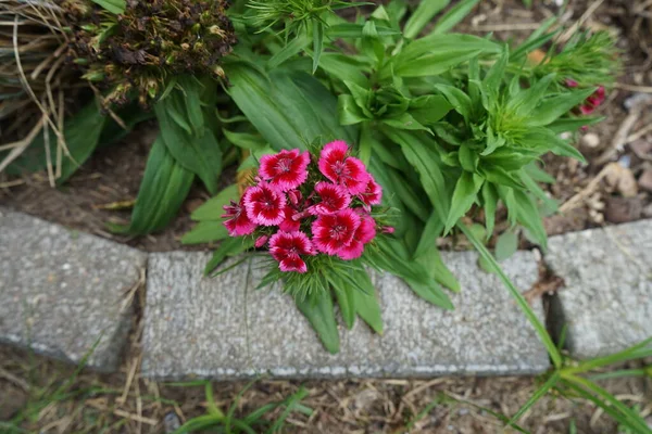 菊花是菊科植物中的一种开花植物 甜甜的威廉属植物 德国柏林 — 图库照片