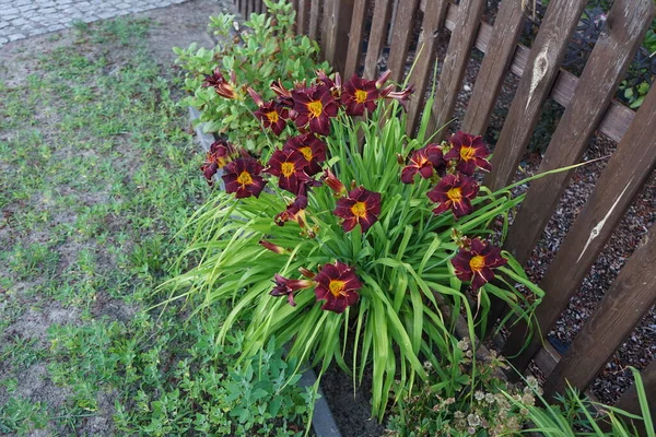 Hemerocallis Wayside King Royale Cuenta Con Una Rica Flor Púrpura — Foto de Stock