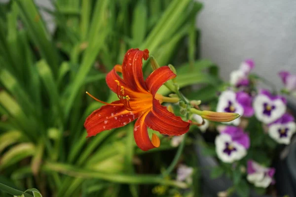 7月にはヘメロカリスのオレンジ色の花を咲かせます Hemerocallis Fulva オレンジの日ユリ タウニーのデイリリリー トウモロコシのユリ トラのデイリリリー 充実したデイリリリー 溝や7月の4番目のユリ 鉄道のデイリリリー — ストック写真