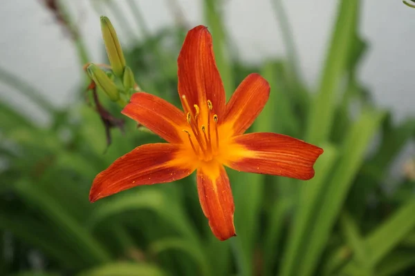 Pomerančový Květ Hemerocallis Fulva Červenci Hemerocallis Fulva Pomerančová Lilie Žlutohnědá — Stock fotografie