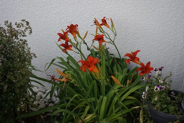 월에는 Hemerocallis Fulva 오렌지 Hemerocallis Fulva Orange Day Lily Tawny — 스톡 사진