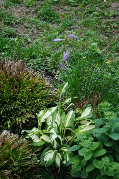 7月には紫の花を咲かせます Funkiaは 一般的にホスタス 植物ユリとして知られている植物の属です この耐日陰性植物は アカゲイ科の亜科アカゲイ科に属します ドイツ ベルリン — ストック写真