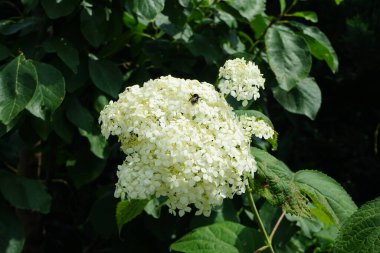 Çiçekteki yaban arısı. Hydrangea arborescens, Hydrangeae familyasından bir bitki türü olup, genellikle ortanca, yabani ortanca, yedi ağaç kabuğu veya bazı durumlarda koyun çiçeği olarak bilinir. Berlin, Almanya  