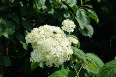 Çiçekteki yaban arısı. Hydrangea arborescens, Hydrangeae familyasından bir bitki türü olup, genellikle ortanca, yabani ortanca, yedi ağaç kabuğu veya bazı durumlarda koyun çiçeği olarak bilinir. Berlin, Almanya  