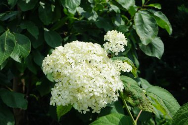 Çiçekteki yaban arısı. Hydrangea arborescens, Hydrangeae familyasından bir bitki türü olup, genellikle ortanca, yabani ortanca, yedi ağaç kabuğu veya bazı durumlarda koyun çiçeği olarak bilinir. Berlin, Almanya  