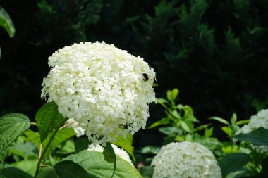 Çiçekteki yaban arısı. Hydrangea arborescens, Hydrangeae familyasından bir bitki türü olup, genellikle ortanca, yabani ortanca, yedi ağaç kabuğu veya bazı durumlarda koyun çiçeği olarak bilinir. Berlin, Almanya  