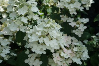 Hydrangea 'nın üzerindeki arı 