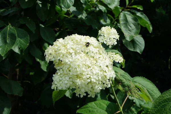 Hydrangea Arborescens Smooth Hydrangea Wild Hydrangea Seven Bark Hydrangeaceae 꽃식물이다 — 스톡 사진